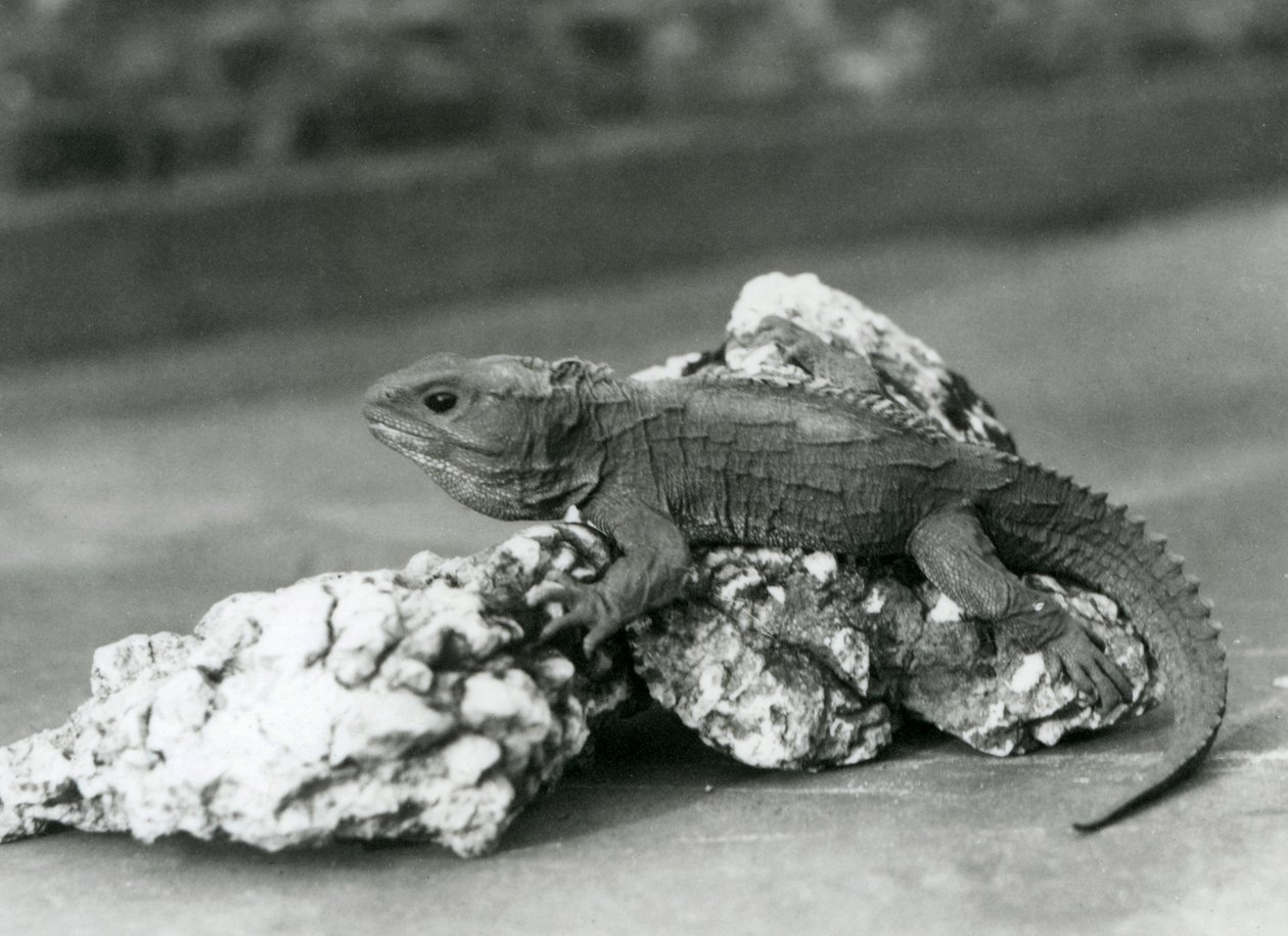 En Tuatara, liggende på en sten, i London Zoo i 1929 (s/h foto) af Frederick William Bond