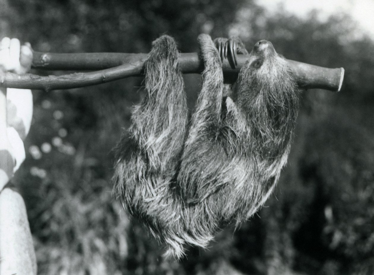 Et to-toed dovendyr hængende fra en afskåret gren, som holdes af en vogter, London Zoo, 1925 af Frederick William Bond