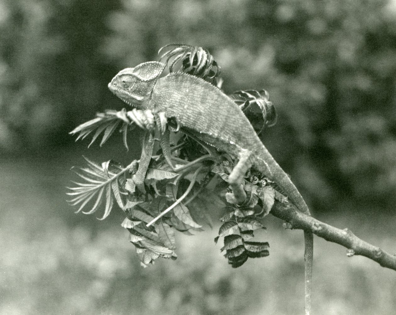 En sløret eller Yemenisk kamæleon for enden af en grøn gren i London Zoo, juni 1924 af Frederick William Bond