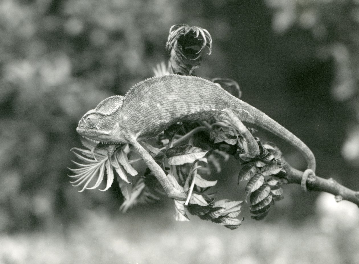 En tilsløret eller Yemenisk kamæleon holder fast i enden af en grøn gren med sin gribehale, London Zoo, juni 1924 af Frederick William Bond