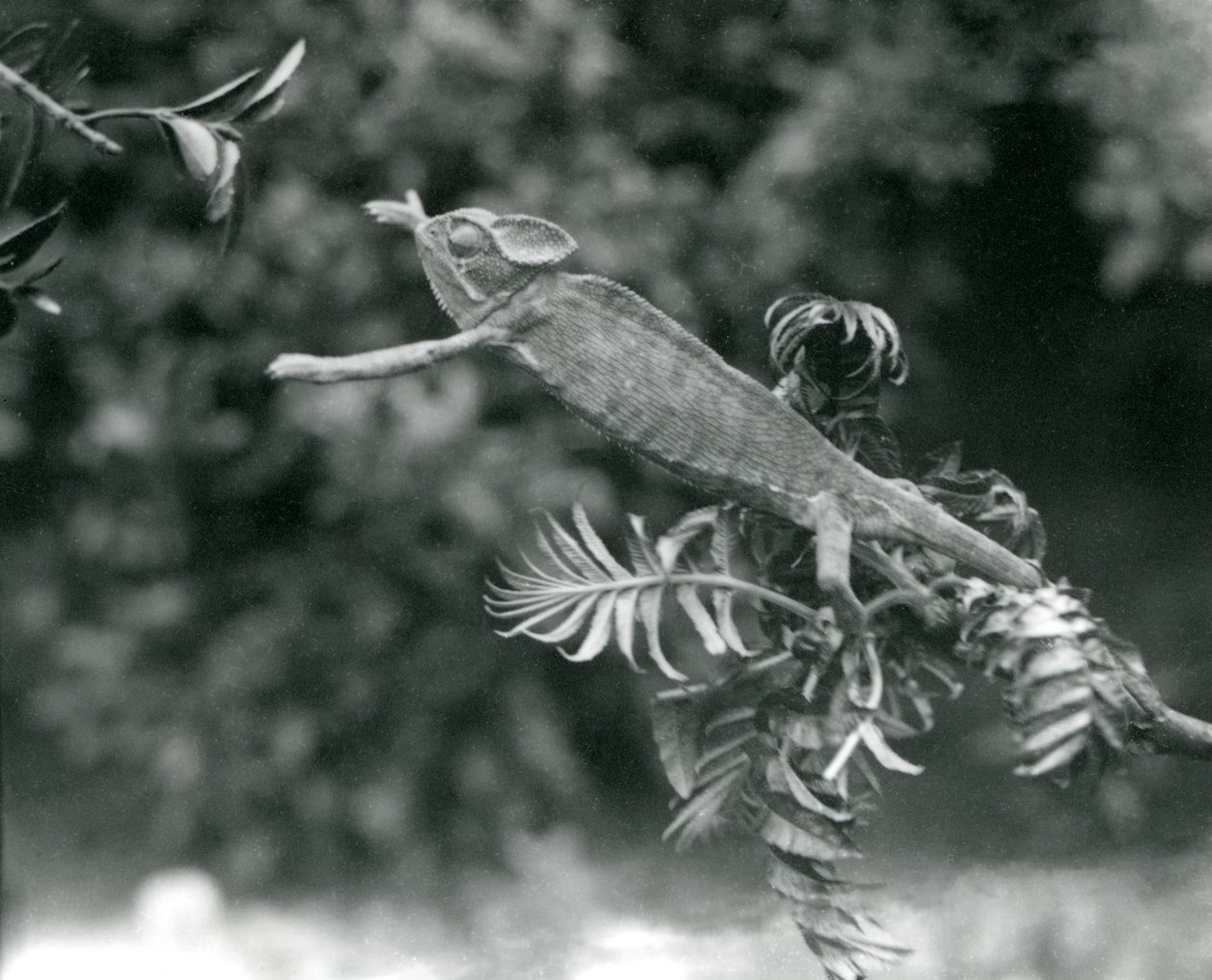 En tilsløret eller Yemenisk kamæleon står på en grøn gren og rækker ud mod en anden, London Zoo, juni 1924 af Frederick William Bond