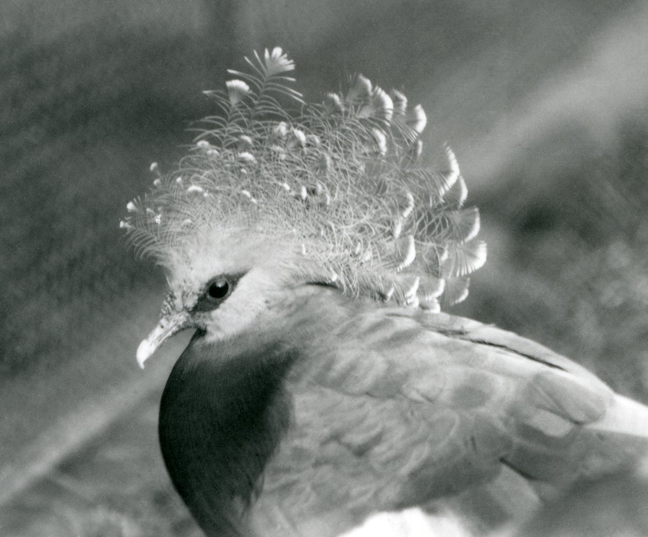 En Victoria Crowned Pigeon i London Zoo i september 1927 af Frederick William Bond