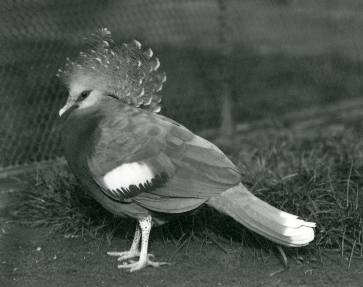 En Victoria Crowned Pigeon stående på jorden i London Zoo i september 1927 af Frederick William Bond