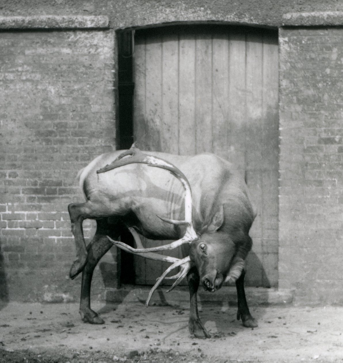 En WapitiElk-hjort står i sit indhegning i London Zoo i september 1927 af Frederick William Bond
