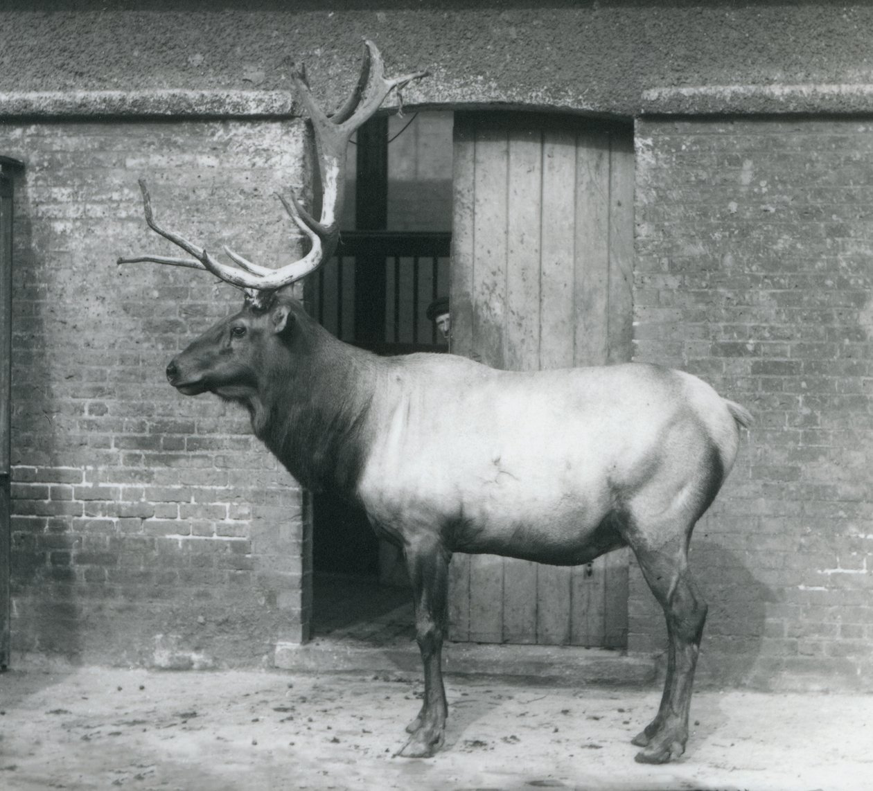 En WapitiElk-hjort står i sit indhegning i London Zoo i september 1927 af Frederick William Bond