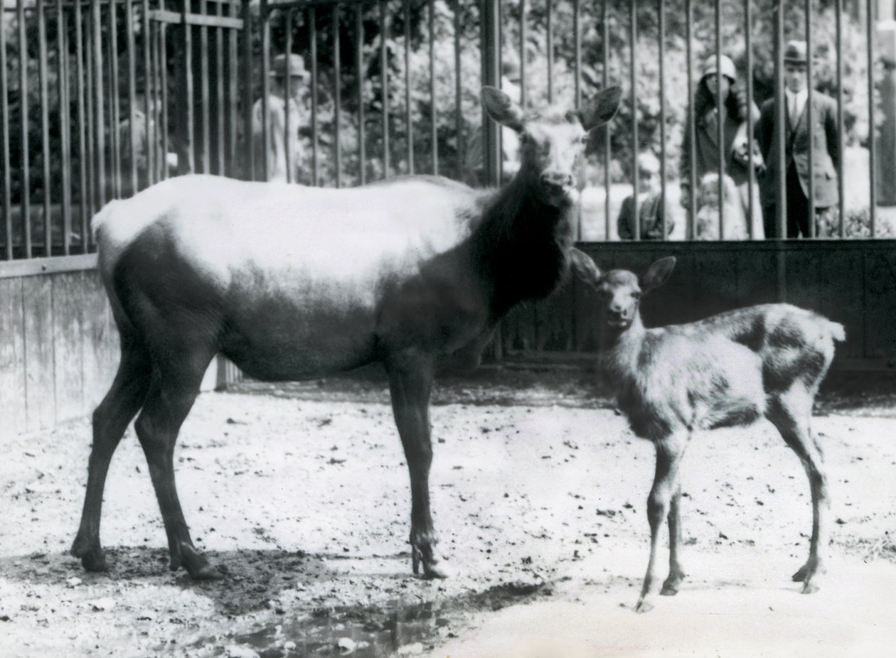 En Wapiti/Elg med sin fawn i deres fold med besøgende, der kigger på gennem barer, London Zoo af Frederick William Bond