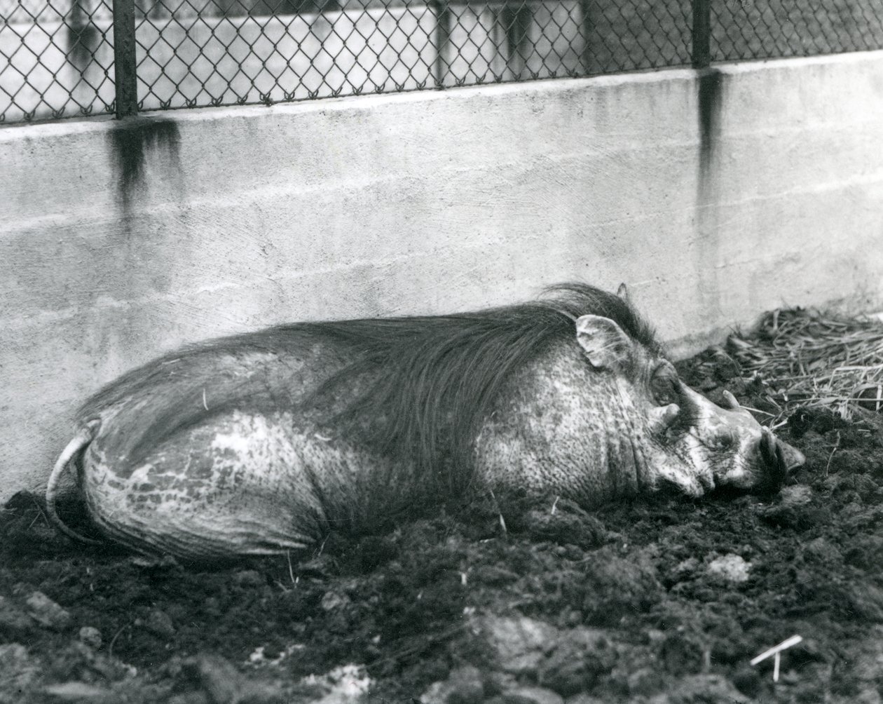 Et vortesvin sover i mudder, London Zoo, juli 1927 (s/h-billede) af Frederick William Bond