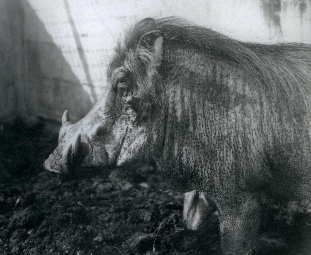 Et vortesvin stående i mudder, London Zoo, 1927 af Frederick William Bond