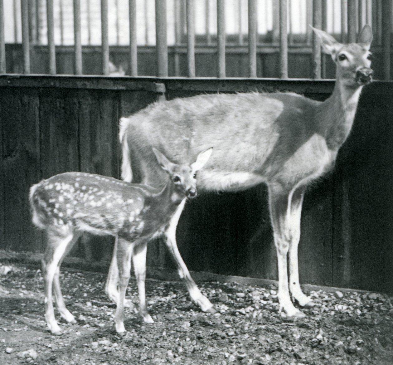 En hvidhalet jomfruhjort med sin fawn i London Zoo i august 1927 af Frederick William Bond