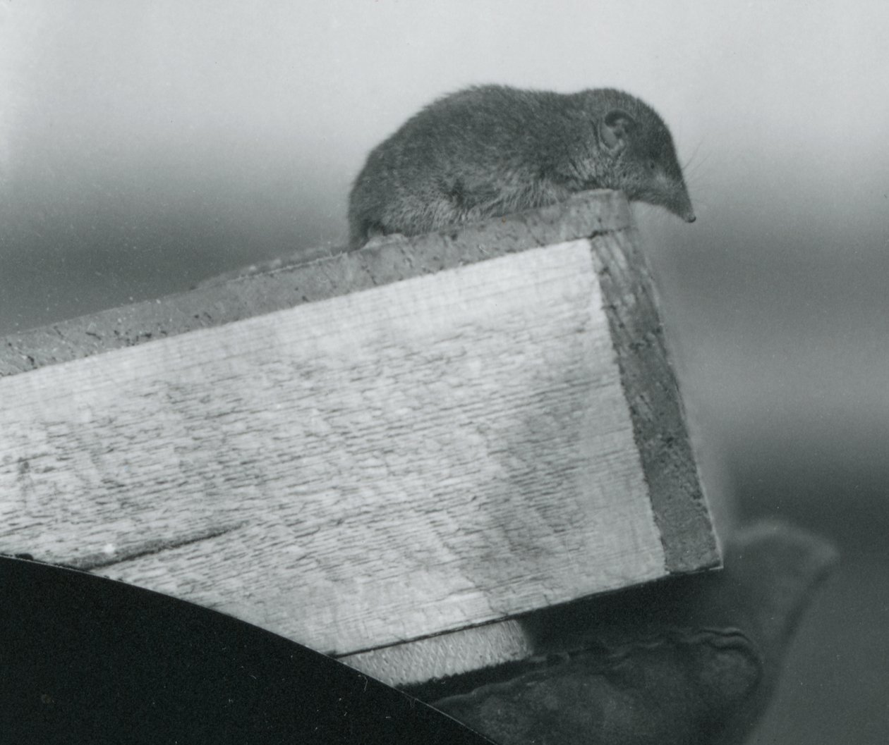 En hvidtandet spidsmus kigger ned over kanten af en trækasse, holdt af en handskebeklædt hånd, London Zoo, april 1917 af Frederick William Bond