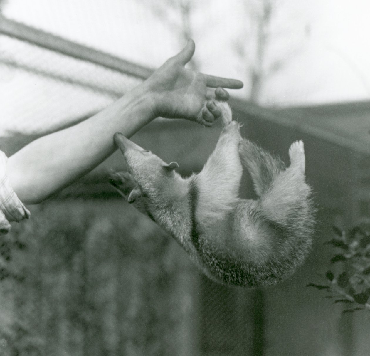 En ung Collared Tamandua, der hænger på sine brugers fingre med sin gribende hale, mens den rækker ud for at holde fast i målmandens arm, London Zoo, april 1925 af Frederick William Bond