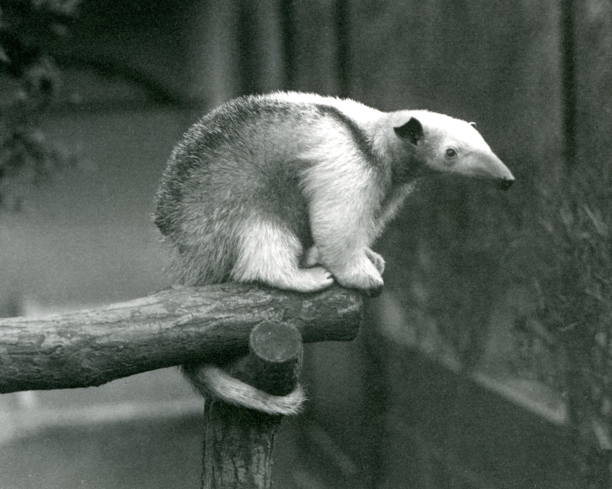 En ung Tamandua med halsbånd, der sidder for enden af en gren og holder fast med sin gribehale, London Zoo, 24. april 1925 af Frederick William Bond