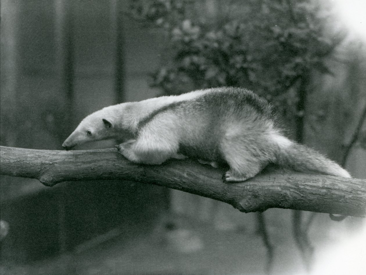 En ung Collared Tamandua, der går langs en gren i London Zoo, 24. april 1925 af Frederick William Bond