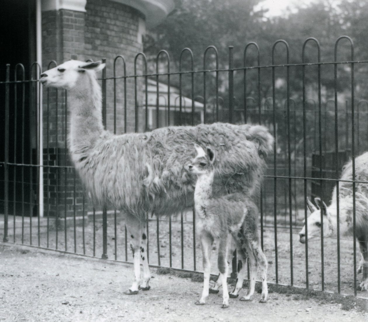 En baby Lama eller Cria med sin mor i London Zoo, 1926 af Frederick William Bond