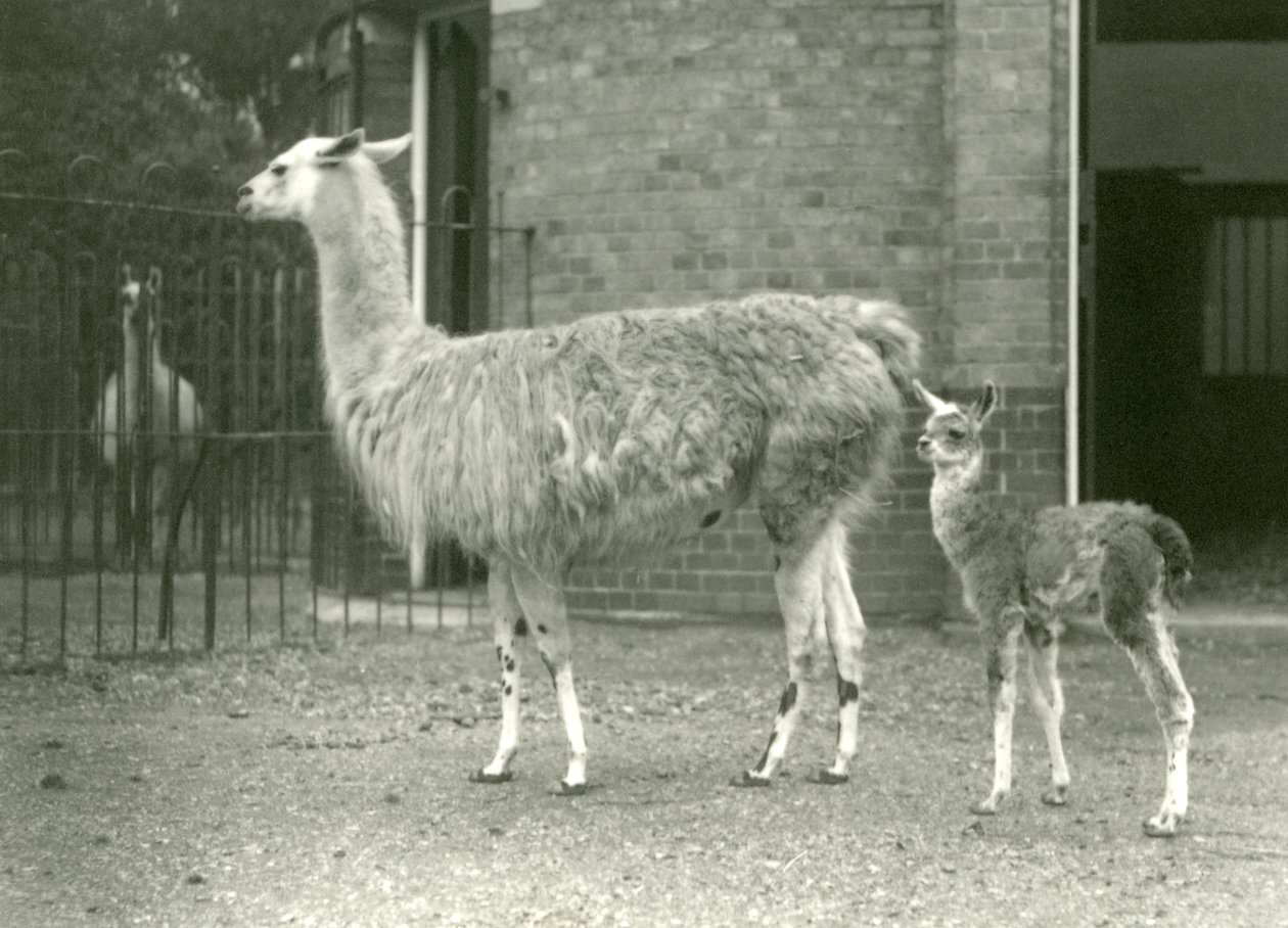 En baby Lama eller Cria med sin mor i London Zoo, 1927 af Frederick William Bond