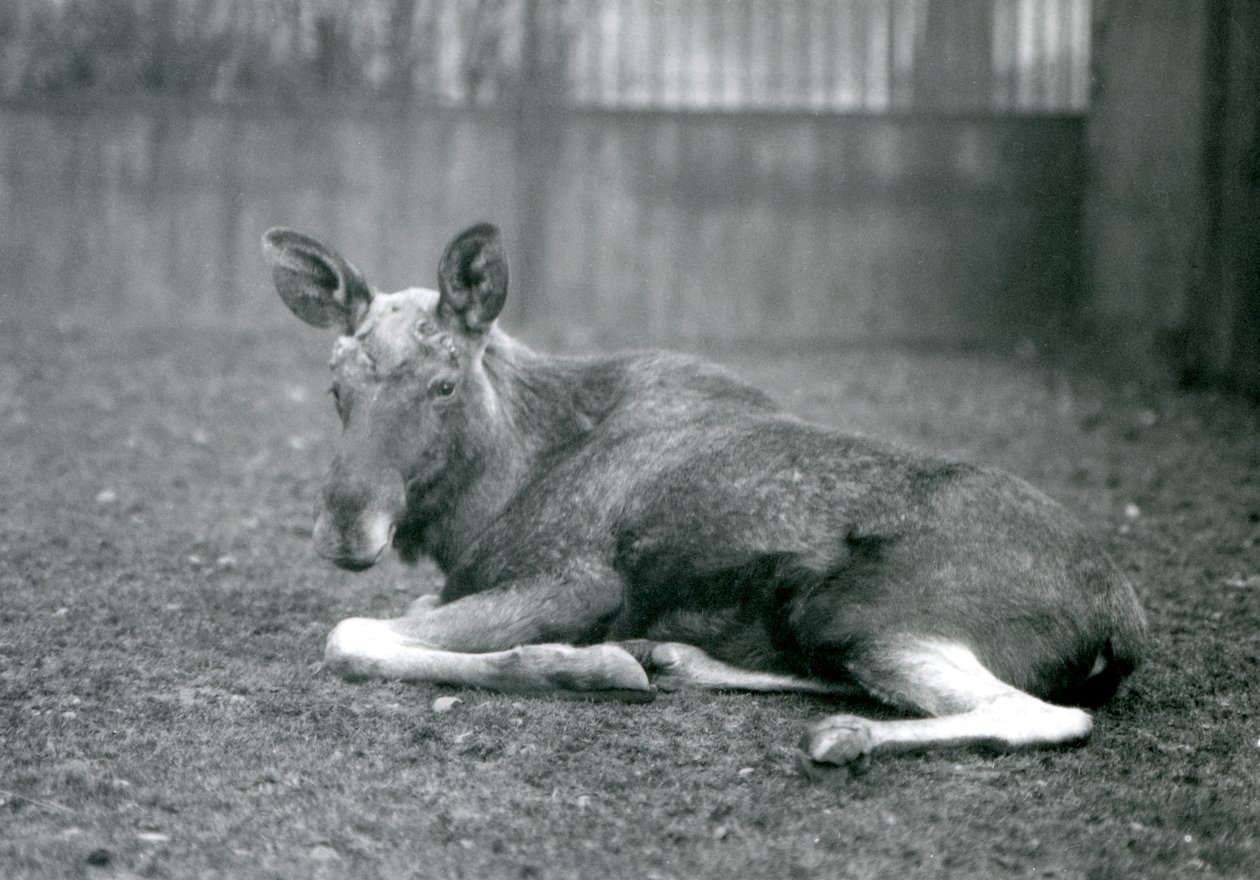 En elgtyr, der viser arene fra sit nyligt aflagte gevir, ligger ned i London Zoo, januar 1926 af Frederick William Bond