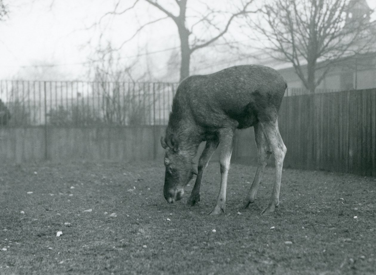 En tyr Elg/Elg står i sin fold og rækker ned mod græsset, London Zoo, januar 1926 (s/h-foto) af Frederick William Bond