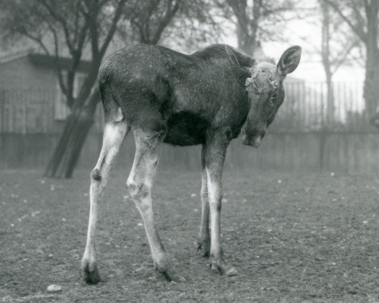 En tyr ElkMoose, med sår fra nyligt udgydt gevir, stående i London Zoo, januar 1926 af Frederick William Bond
