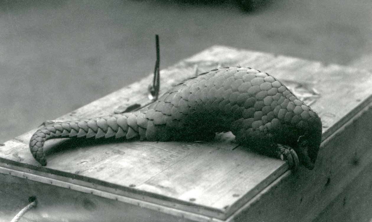 En kritisk truet kinesisk Pangolin kigger ned over kanten af trækassen, den sidder på, London Zoo, juli 1925 af Frederick William Bond