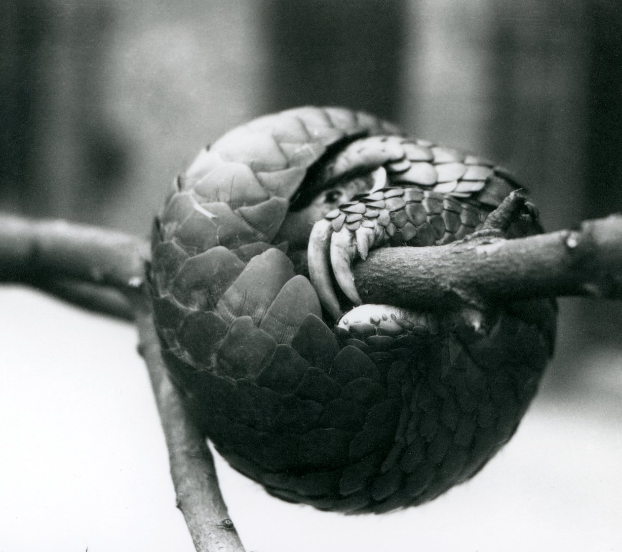 En kritisk truet kinesisk Pangolin hviler, krøllet omkring en vandret gren, London Zoo, før 1930 af Frederick William Bond