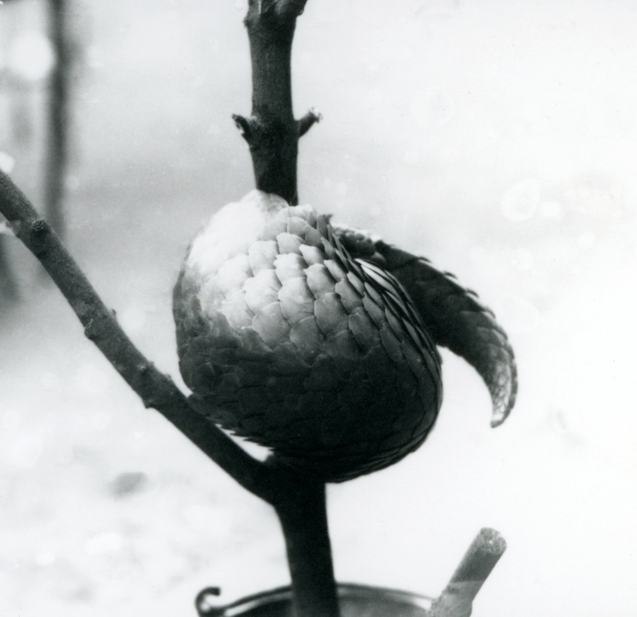 En kritisk truet kinesisk Pangolin hviler, krøllet rundt om en lodret gren, London Zoo, juli 1925 af Frederick William Bond