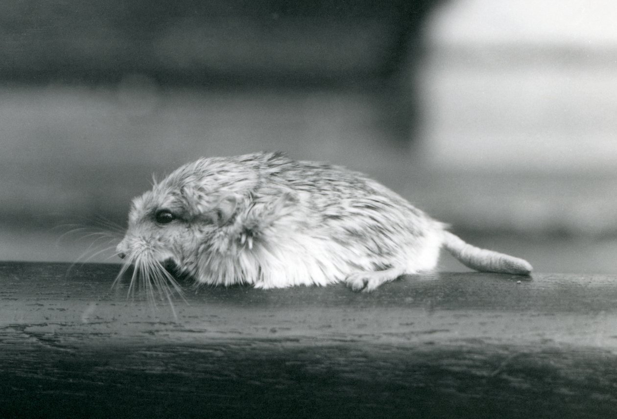 En fed hale / duprasi ørkenrotte, London Zoo, juli 1925 (s/h foto) af Frederick William Bond