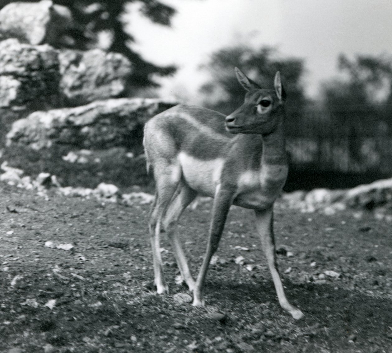 En kvindelig sortbuk i London Zoo i 1924 af Frederick William Bond