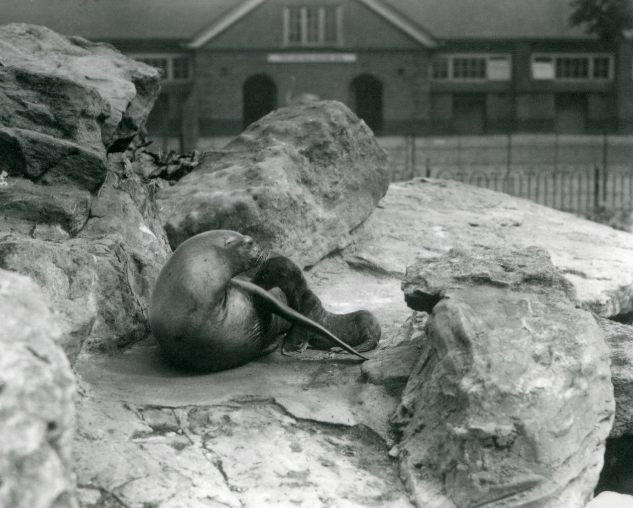 En kvindelig søløve fra Californien, der ligger på en stenet terrasse, mens hun fodrer sin hvalp, London Zoo, juli 1925 af Frederick William Bond
