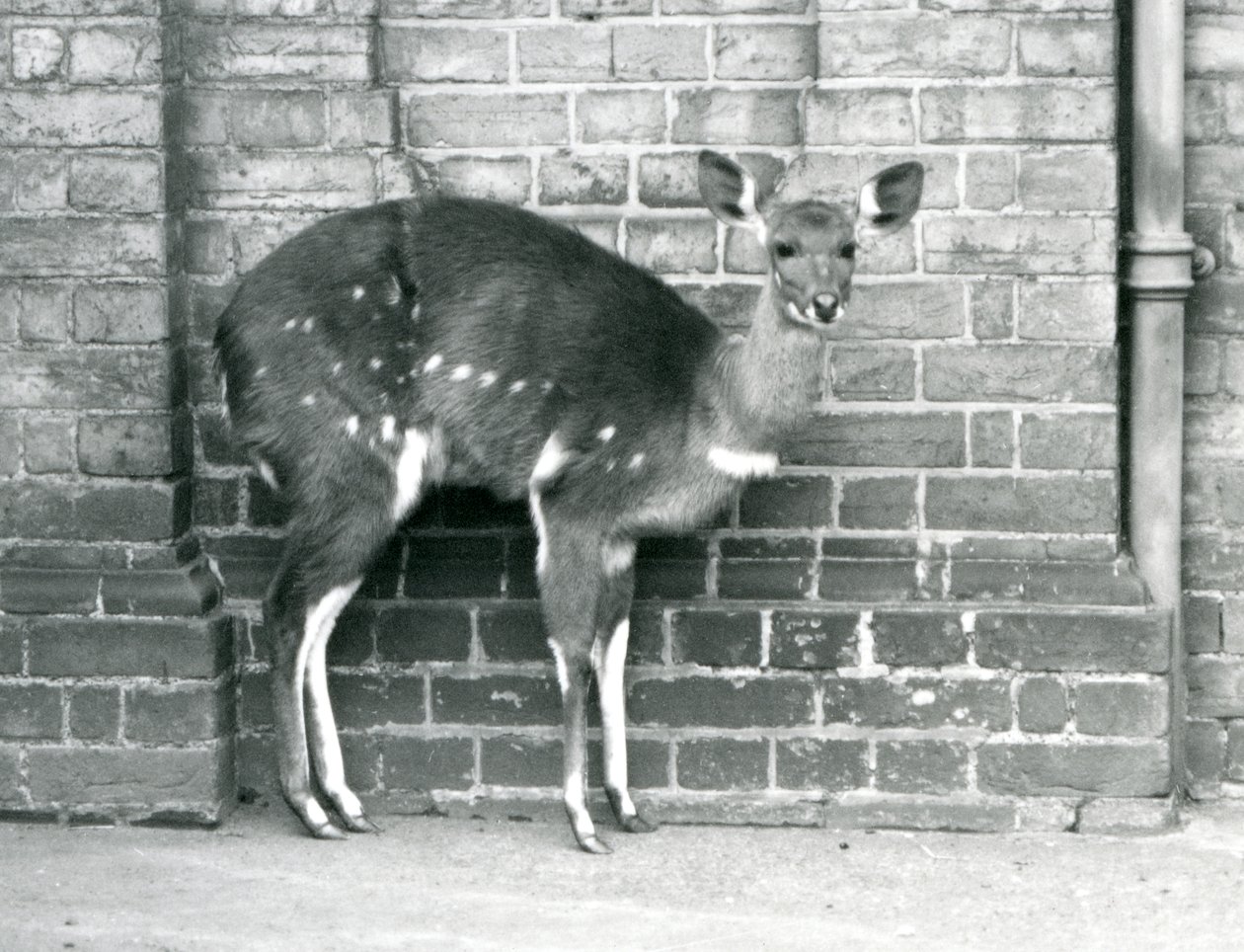 En hun af en Cape BushbuckImbabala står mod en væg i London Zoo i oktober 1927. af Frederick William Bond