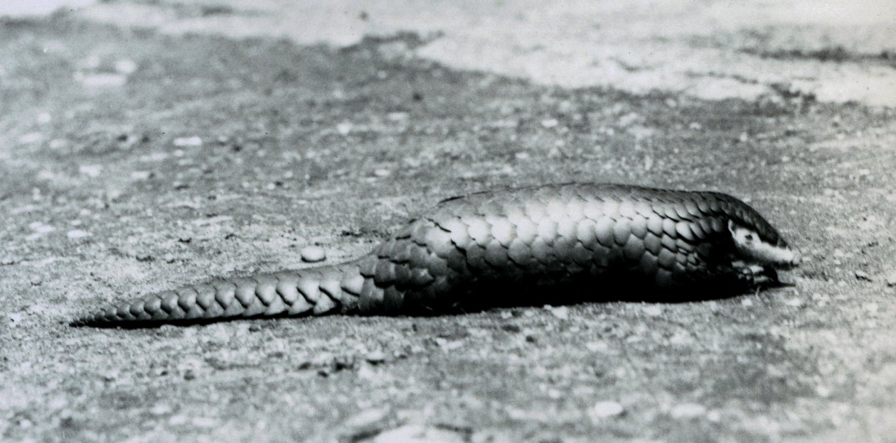 En kvindelig kinesisk Pangolin i London Zoo i august 1925 af Frederick William Bond