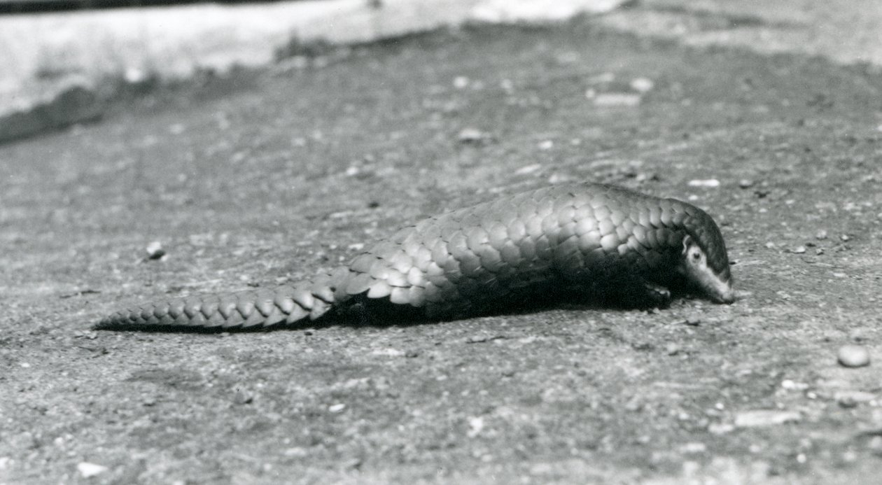 En kvindelig kinesisk Pangolin i London Zoo i august 1925 af Frederick William Bond