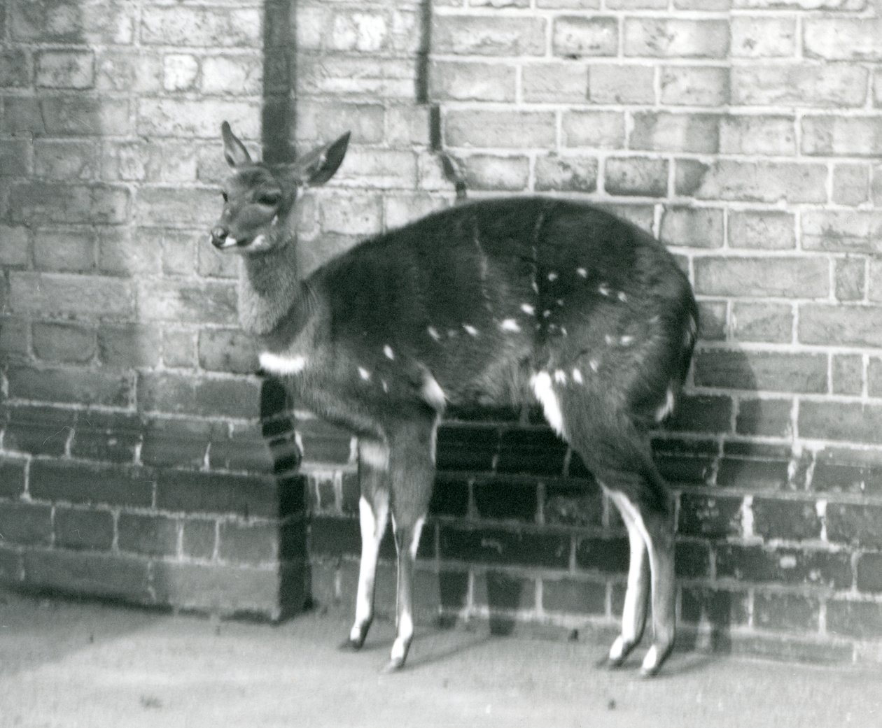 En kvindelig ImbabalaCape Bushbuck stående mod en mur i London Zoo, 6. oktober 1927 af Frederick William Bond