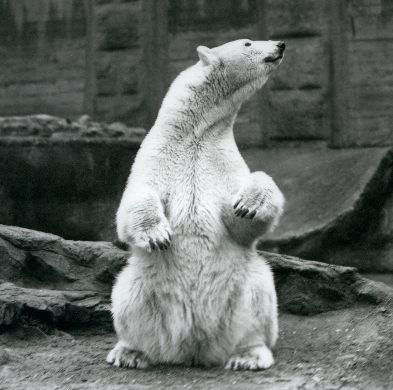 En isbjørnehun sidder på hug på Mappin Terraces i London Zoo i september 1928 af Frederick William Bond