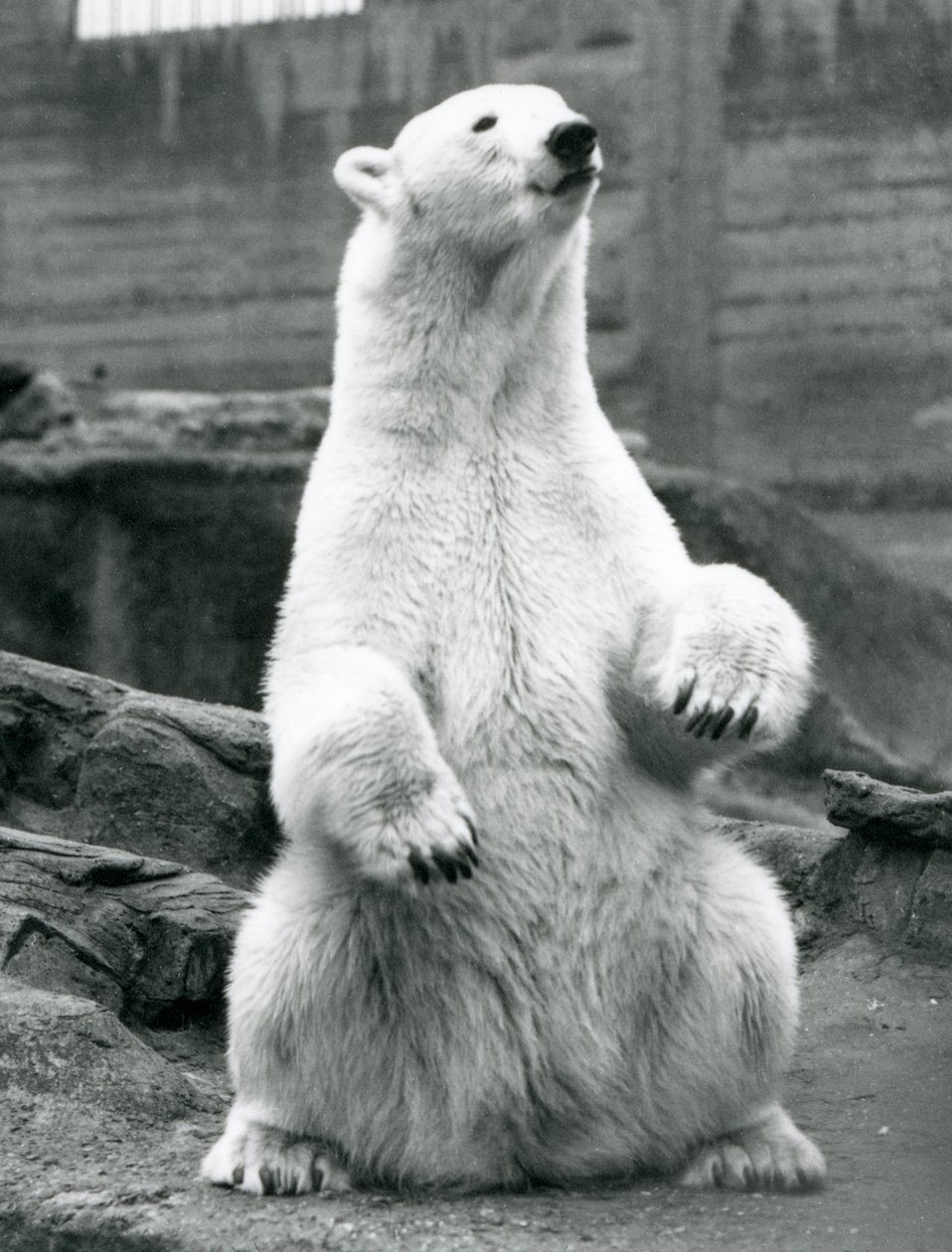 En isbjørnehun sidder på hug på Mappin Terraces i London Zoo i september 1928 af Frederick William Bond