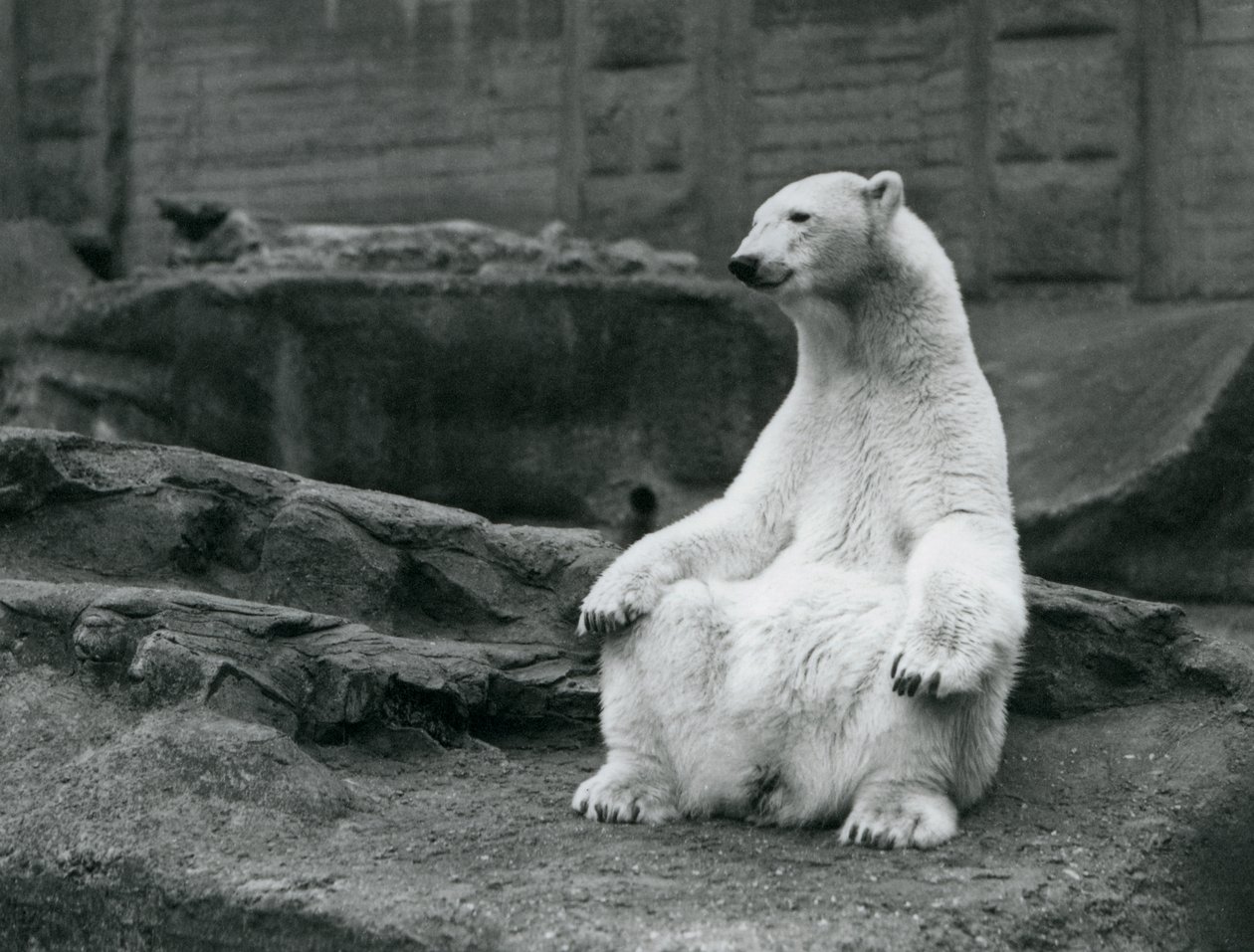 En kvindelig isbjørn sidder på huk på Mappin-terrasserne i London Zoo i september 1928 af Frederick William Bond