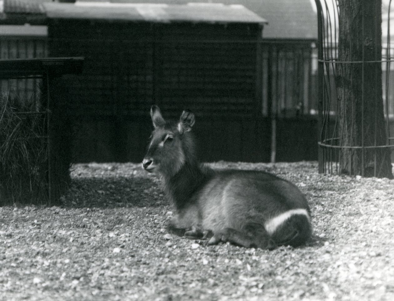 En kvindelig vandbuk, Kobus ellipsiprymnus, siddende i sin indhegning i London Zoo, juni 1924 af Frederick William Bond