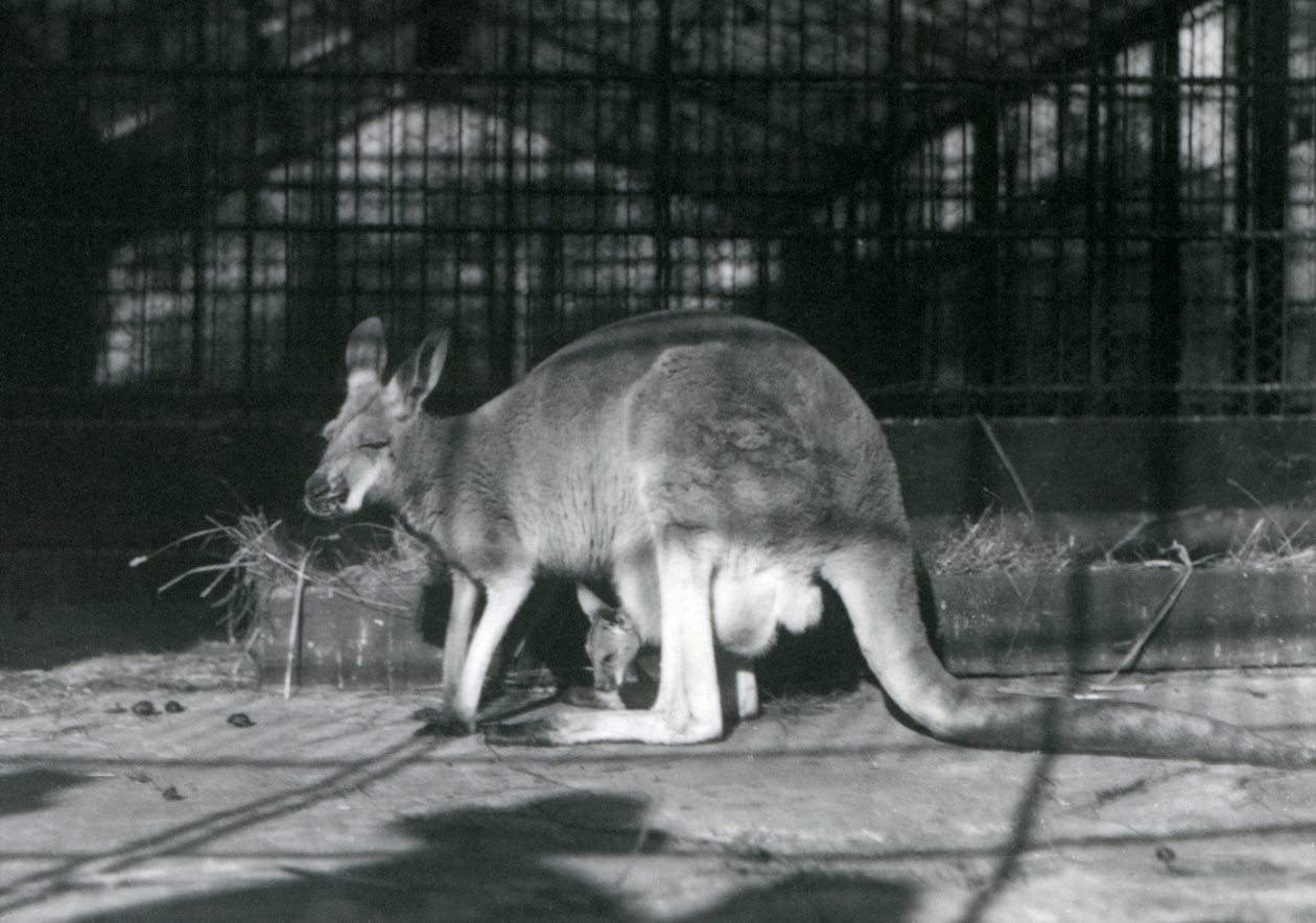 En kvindelig doe flyer jill rød kænguru med sin unge eller joey i sin pose, London Zoo, 1922 af Frederick William Bond
