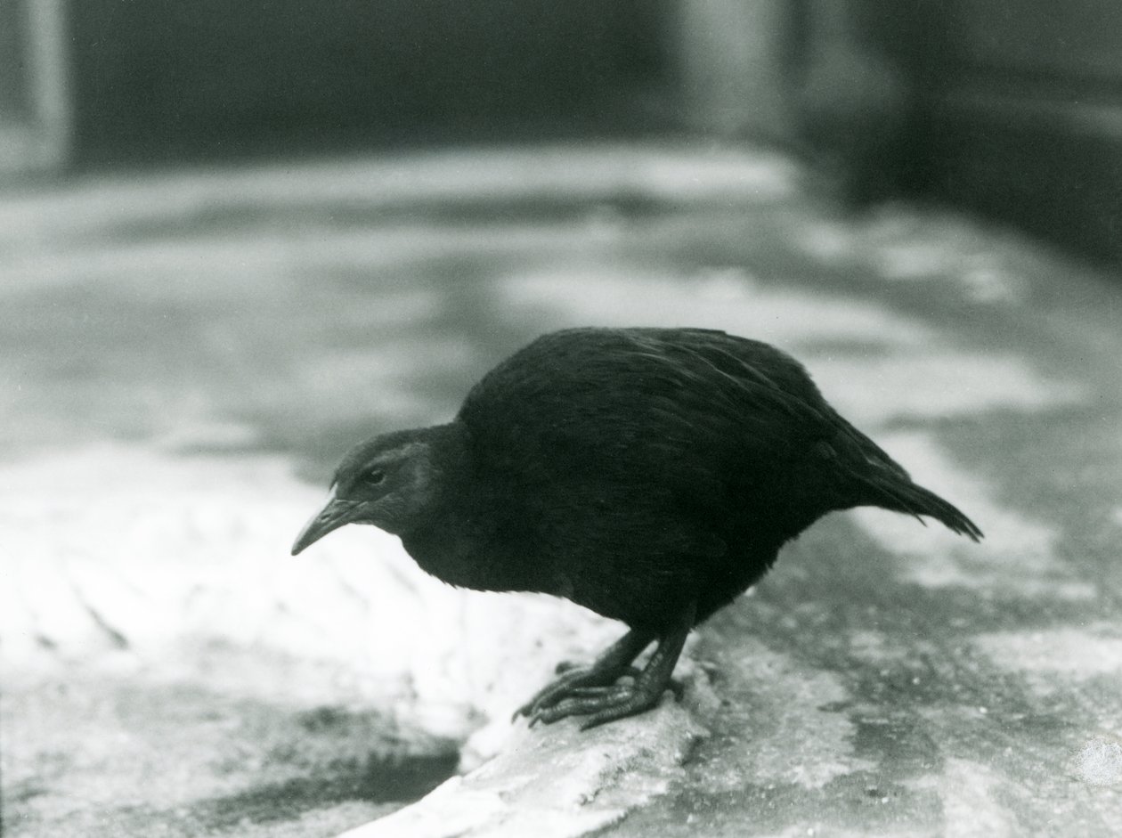 En flyveløs WekaMaori-høneWoodhen i London Zoo i 1927 af Frederick William Bond