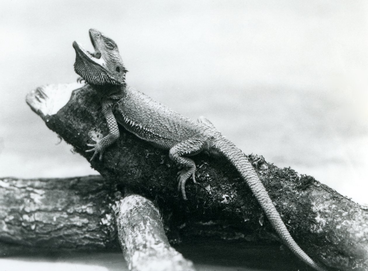 En gabende skægget drage holder fast i en træstamme, London Zoo, august 1928 (s/h-foto) af Frederick William Bond