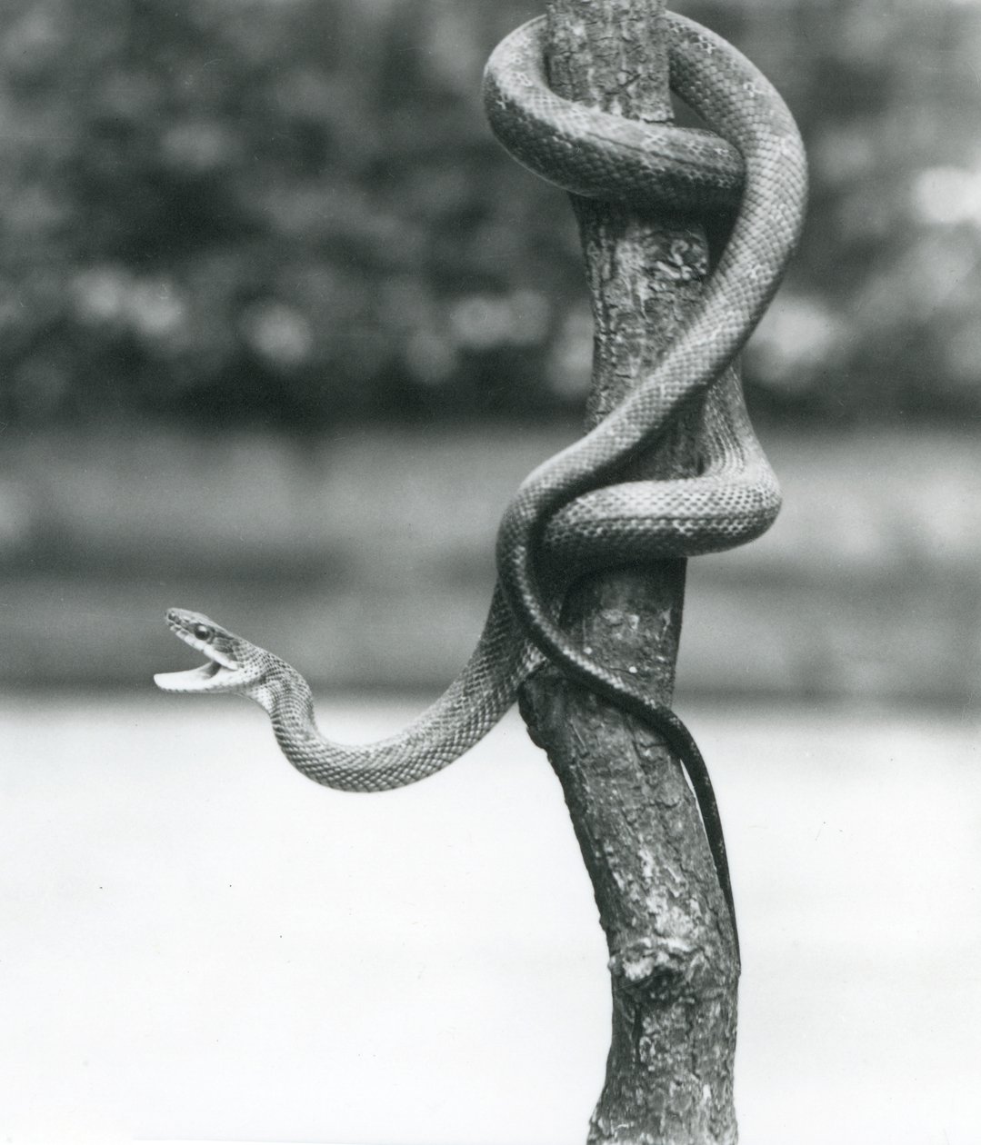 En gabende Texas-rotteslange snoede sig rundt om en lodret gren i London Zoo i august 1928 (s/h-foto) af Frederick William Bond
