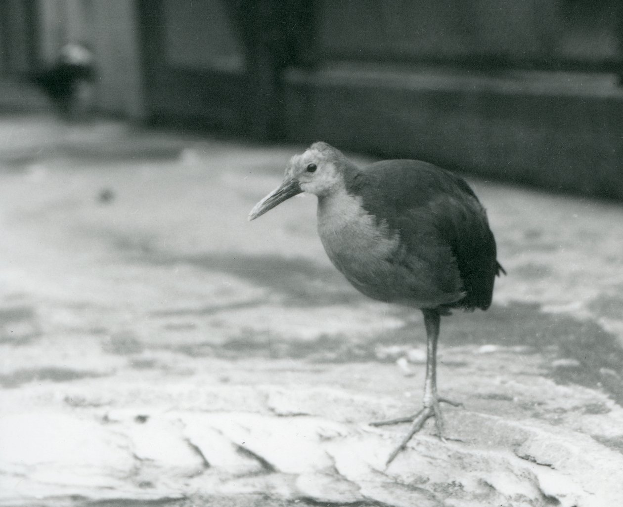 En gråhalset træskinne eller gråkappet træskinne (Aramides cajaneus) stående på et ben i London Zoo i september 1927 af Frederick William Bond