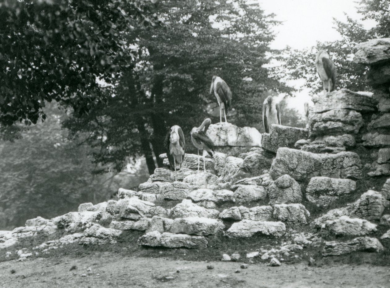 En gruppe på fem Marabou Stork stående på klipper i Antilope Paddock i London Zoo i 1928 (s/h foto) af Frederick William Bond