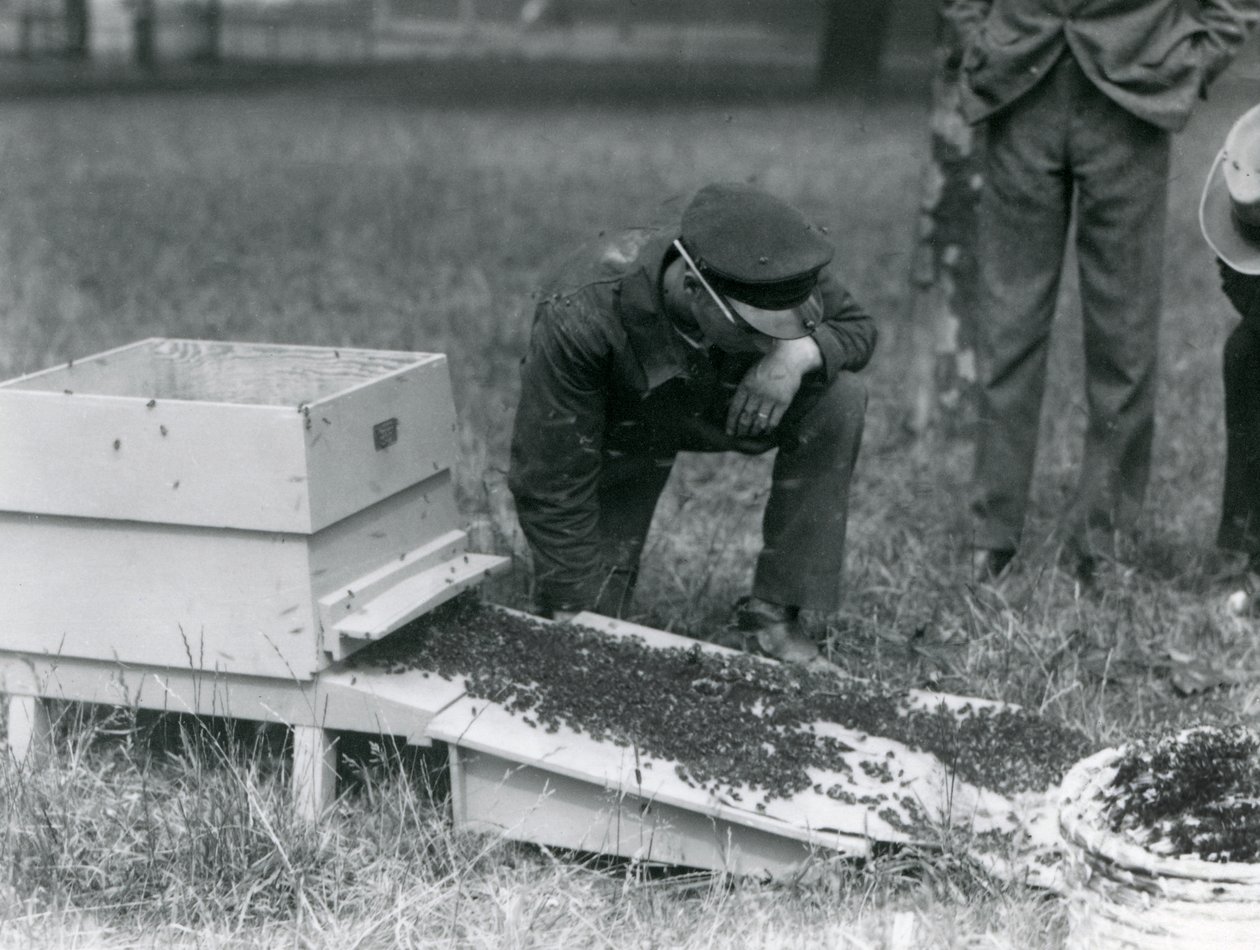 En gruppe vogtere, inklusive Brown, flytter en sværm honningbier, London Zoo, juli 1926 af Frederick William Bond