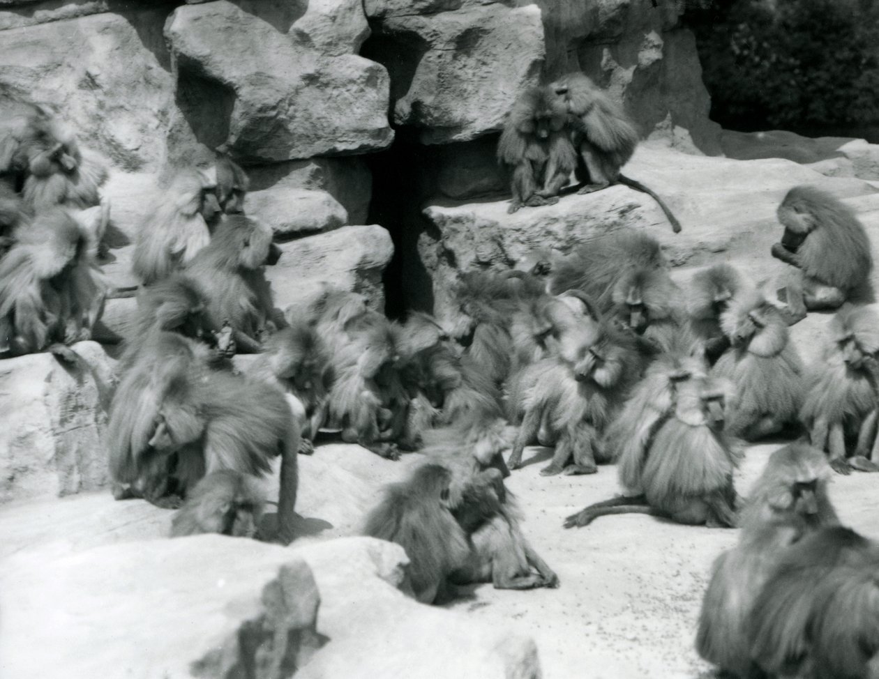 En gruppe eller flok hellige bavianer, der sidder på klipper i deres indhegning, London Zoo, juli 1925 af Frederick William Bond