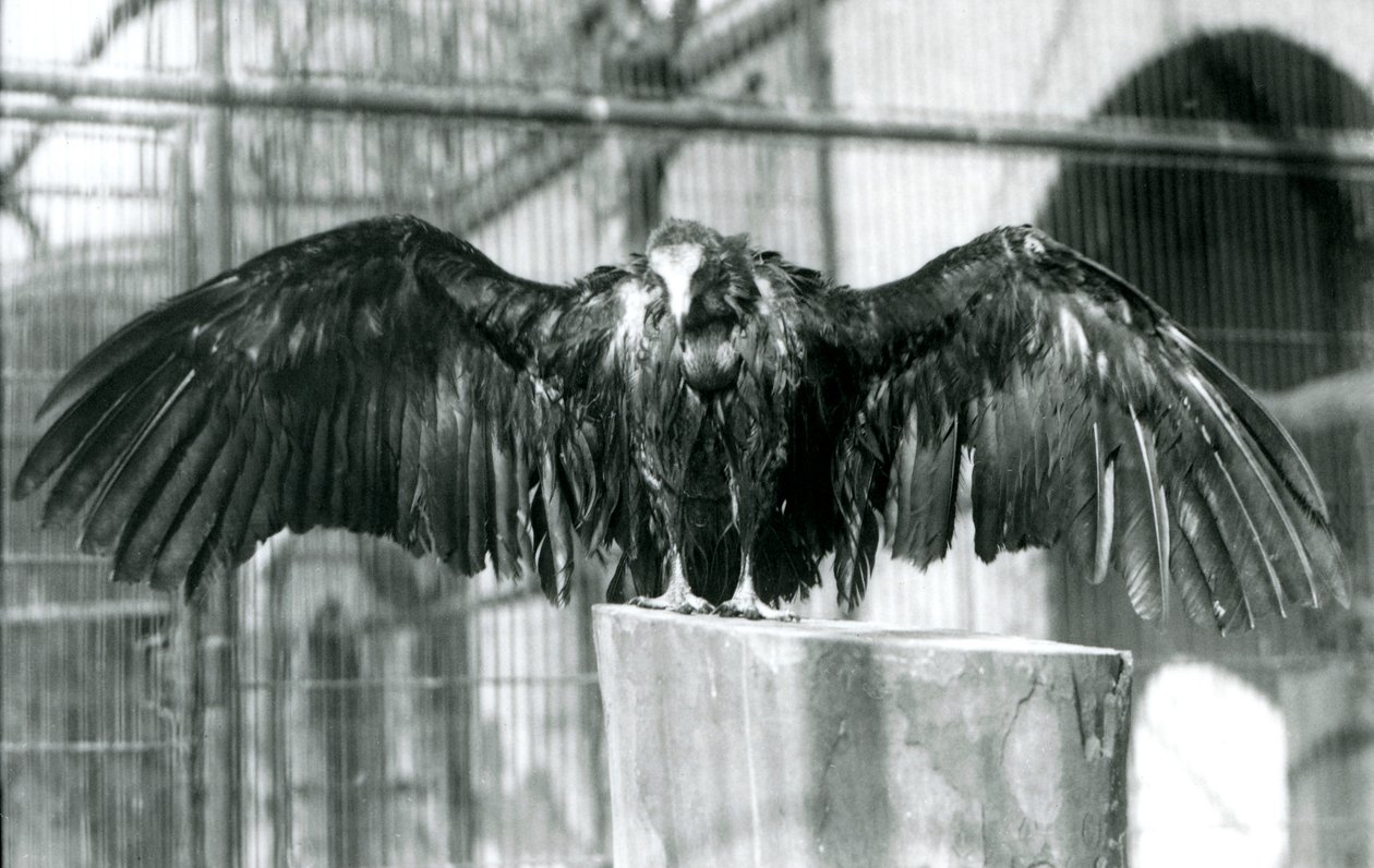 En hættegrib, der står på en træstamme med udstrakte vinger, nyder en aprilbyge i London Zoo før 1930 (s/h-foto) af Frederick William Bond