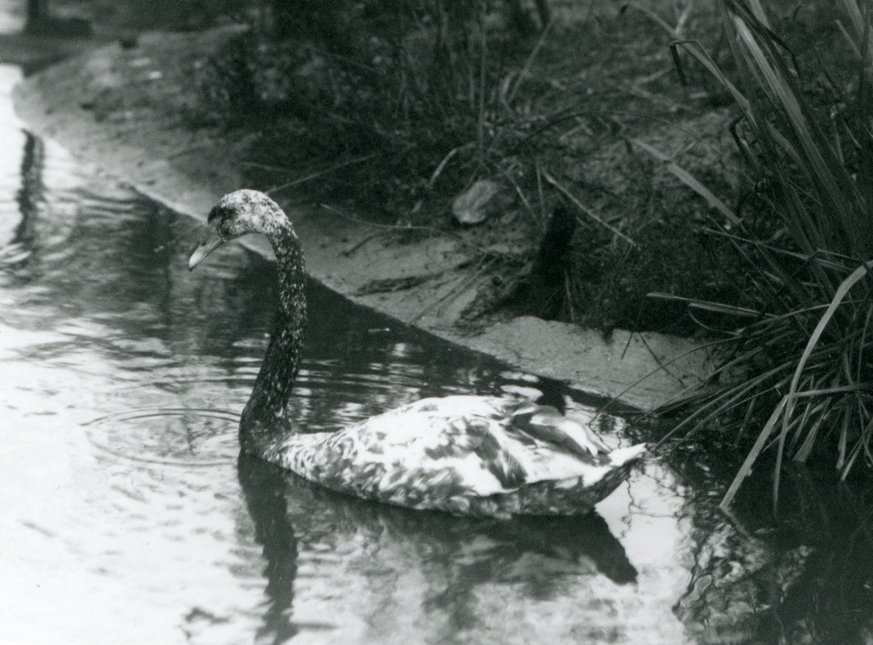 En hybridsvane, Mute x Black, svømmede i en dam i London Zoo i 1927 af Frederick William Bond