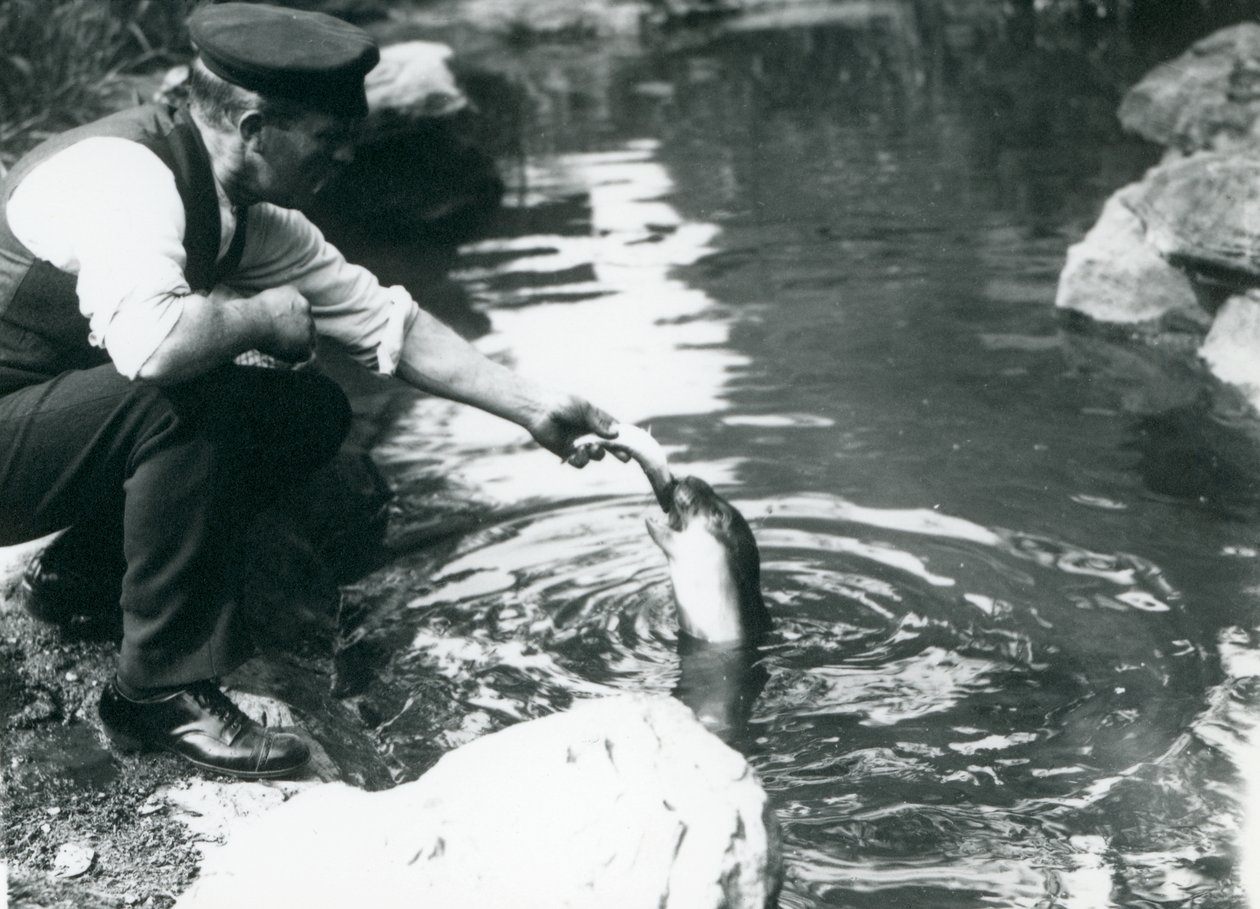 En målmand, der fodrer fisk til en ung klapmyds i dens pool i London Zoo, juni 1914 af Frederick William Bond