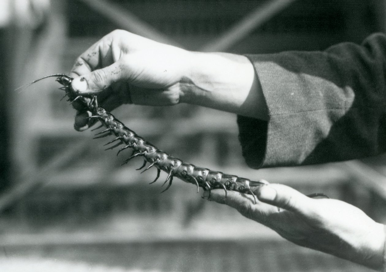 En målmand med en kæmpe tusindben i hænderne, London Zoo, 1927 af Frederick William Bond