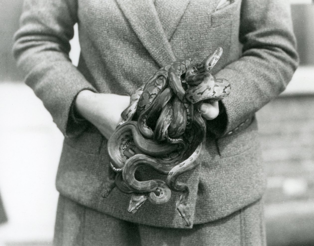 En målmand holder en knude af ung Royal eller Ball Python i London Zoo i 1931 (s/h foto) af Frederick William Bond