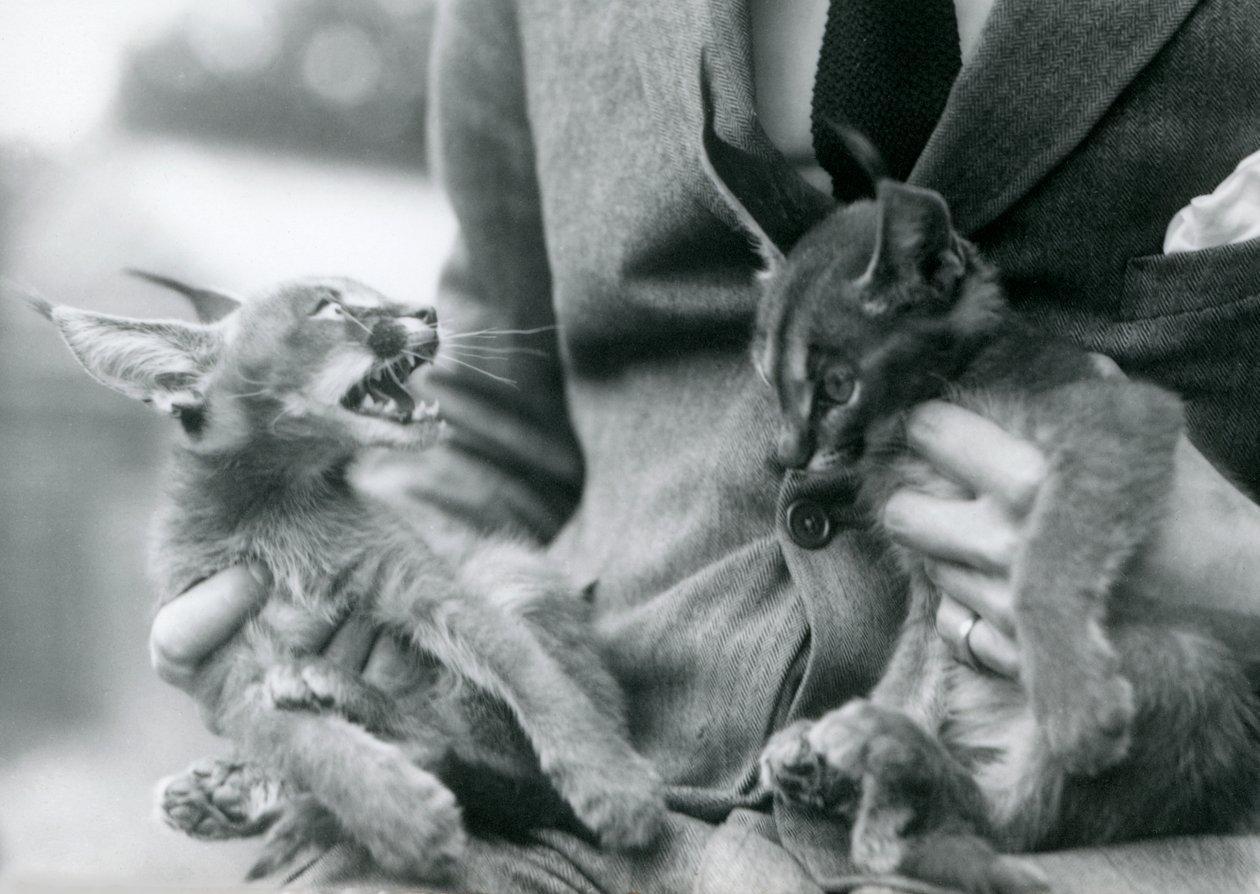 En målmand holder et par Caracal-killinger på skødet, London Zoo, 1924 af Frederick William Bond